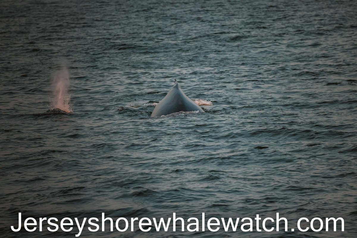 Bill Mckim on Twitter "We go Whale watching Jersey Shore Belmar Marina