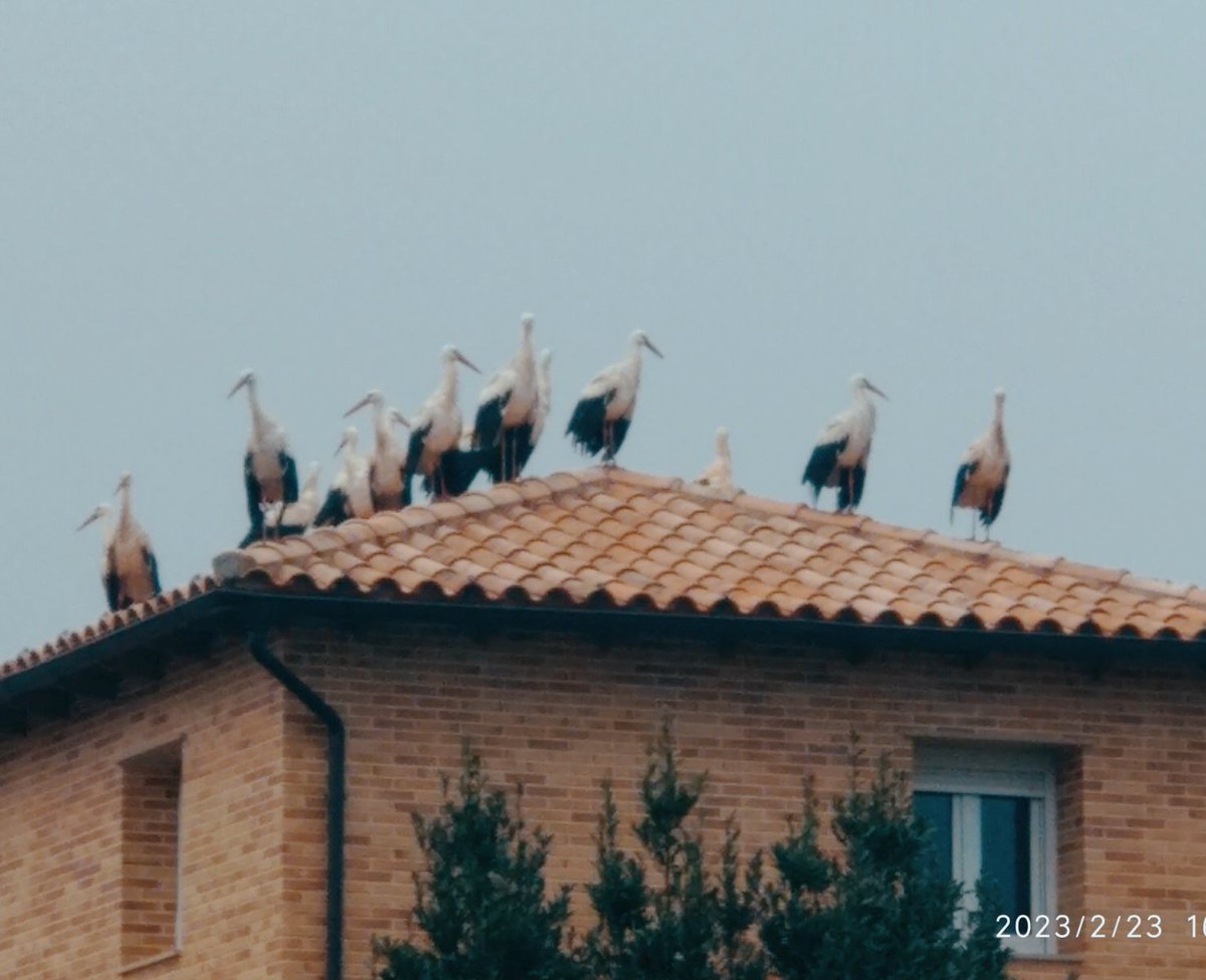 MeteoLoscos's tweet photo. Hoy han visitado #Loscos las #cigueñas. Han venido tantas que han tenido que buscar aposentos en los sitios más insospechados. Muchísimas. ¿Porque será? @eltiempo_atv @AEMET_Aragon @TeruelMeteo @Trassierra @AragonMeteo @meteo_aragon https://t.co/lWoLYO2U9b