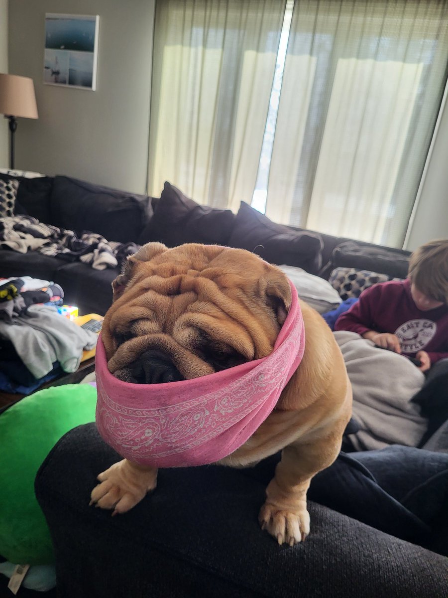 brucebullydog's tweet photo. Hands up gimme all yer treats #bulldog #kevin https://t.co/GUUpgalYr5