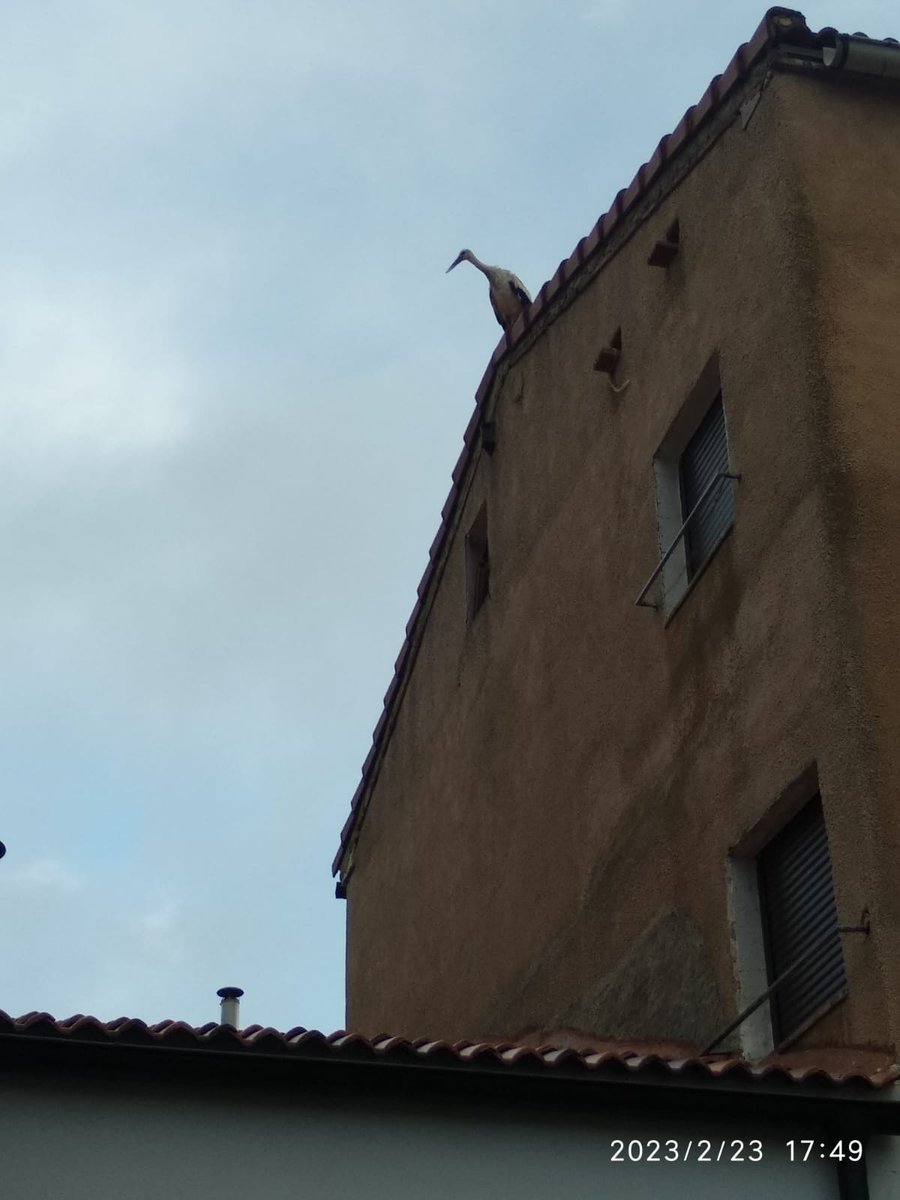 MeteoLoscos's tweet photo. Hoy han visitado #Loscos las #cigueñas. Han venido tantas que han tenido que buscar aposentos en los sitios más insospechados. Muchísimas. ¿Porque será? @eltiempo_atv @AEMET_Aragon @TeruelMeteo @Trassierra @AragonMeteo @meteo_aragon https://t.co/lWoLYO2U9b