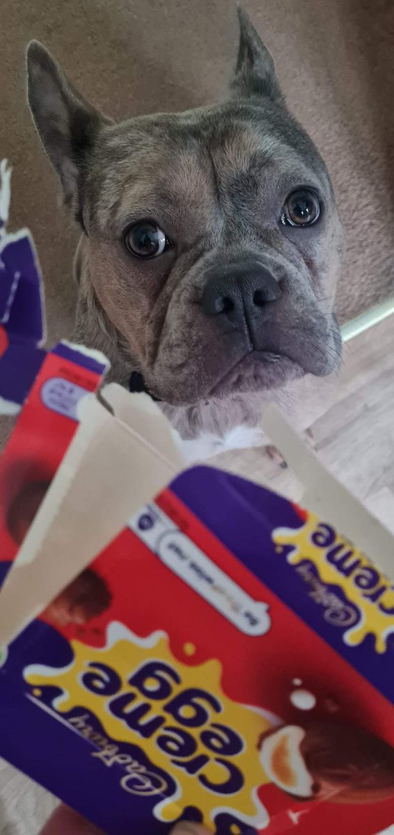 He's not even sorry.... 

#littleshit #frenchbulldog #greedy #Cadbury #creamegg #stolen #hesfine