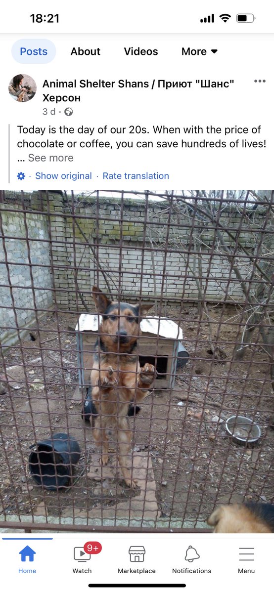 TracyHeather22's tweet photo. @SHELTERPF @HeatherjoyK @wantafarm712 @sherian_holt @RuleHistorians @pocs80 @polaleks @NatashaBready1 @WisemanPhil @TDMellie2019 @BrigadierOdongo #ScamAlert This photo is stolen from Shelter Shan in Ukraine on Facebook.  They do not have a Twitter account. Block/report @SHELTERPF . https://t.co/3w8SBvq3mL
