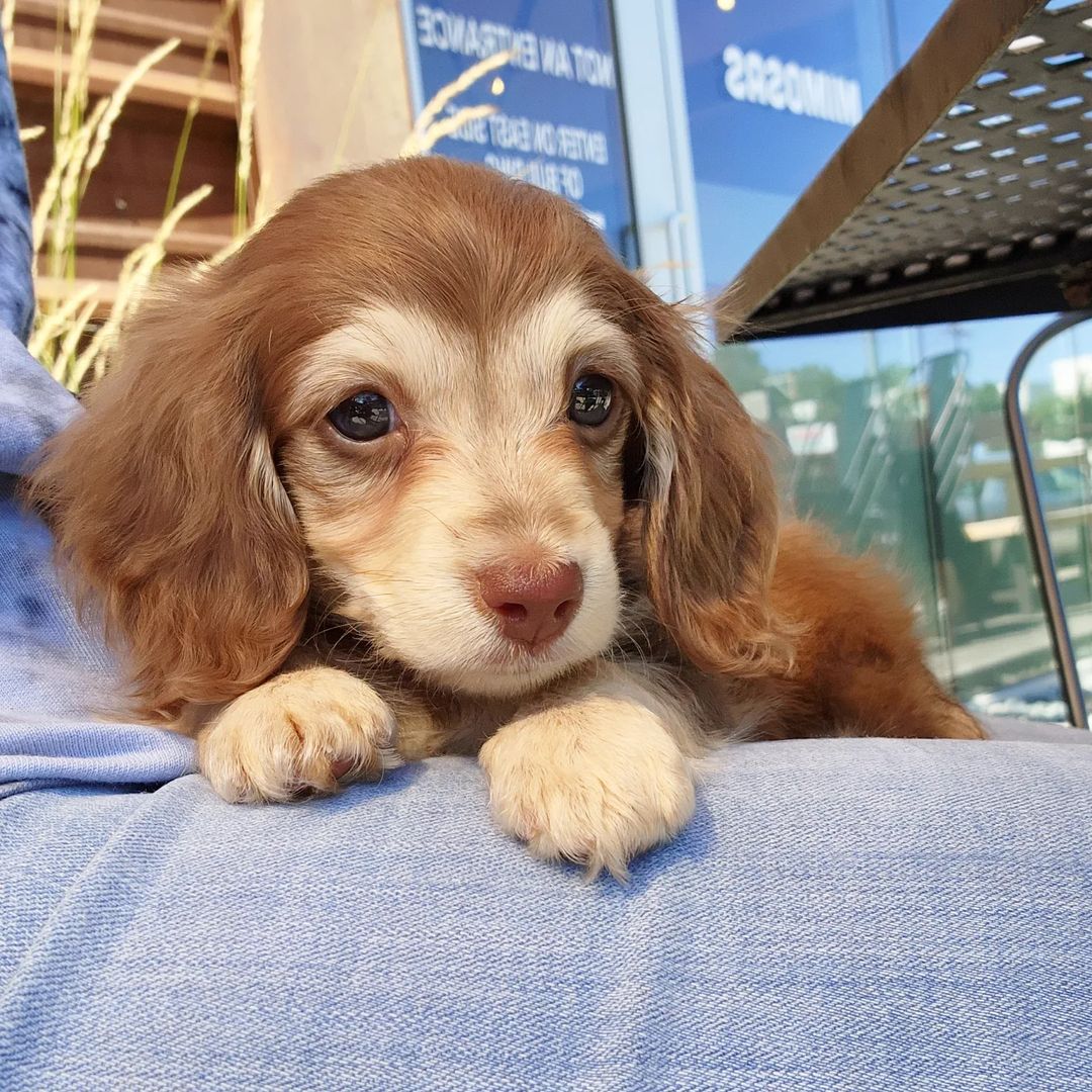 dashchunds's tweet photo. L - is for the the way you look at me
O - is for the only one I see
V - is very very extraordinary 
E - is even more than any pup that I adore https://t.co/HV6cuKJfYf