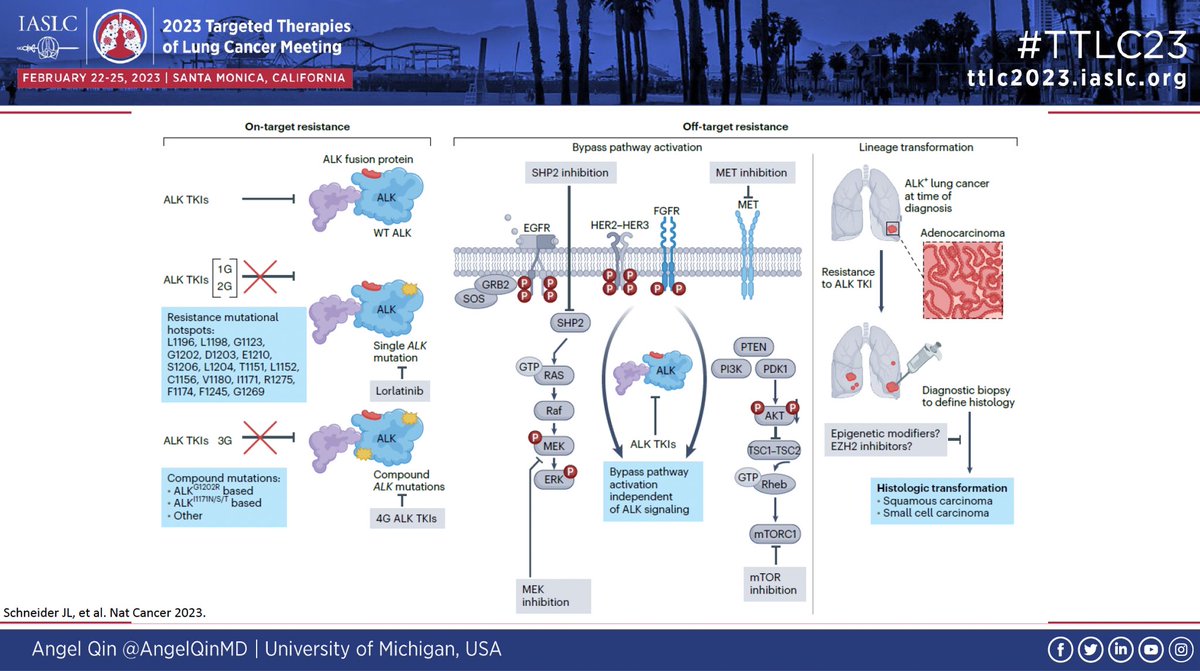 ALK resistance is a formidable challenge in clinic for our patients. @AngelQinMD discusses on and off-target mechanisms of resistance #lcsm #TTLC23