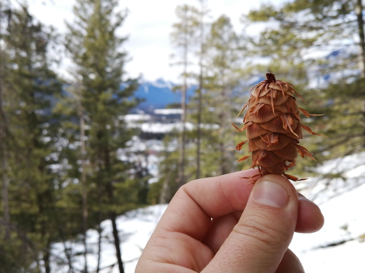 danieljbrisbin's tweet photo. Cone from my fav tree  #dougfir https://t.co/SZWHGjX8Ek