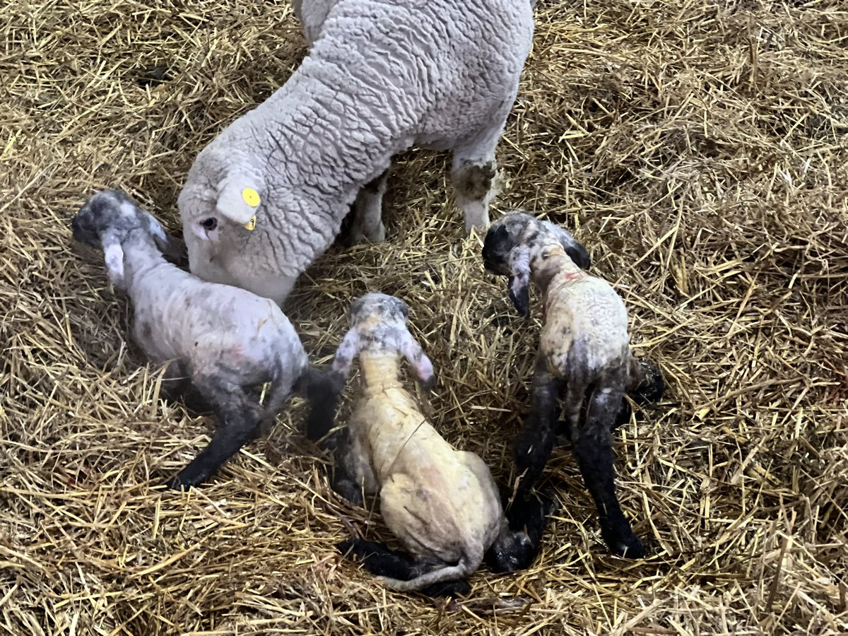BaaBaaAcres's tweet image. There is a blizzard outside, the temperature is way below zero, and the university is closed, but that didn’t stop these new babies from entering the world! #Shepherding