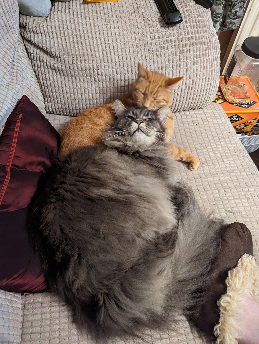 PandaPope's tweet photo. @LilahSturges Pizza! AND a picture! Two of my very good boys! https://t.co/MwdWaTt6Kx
