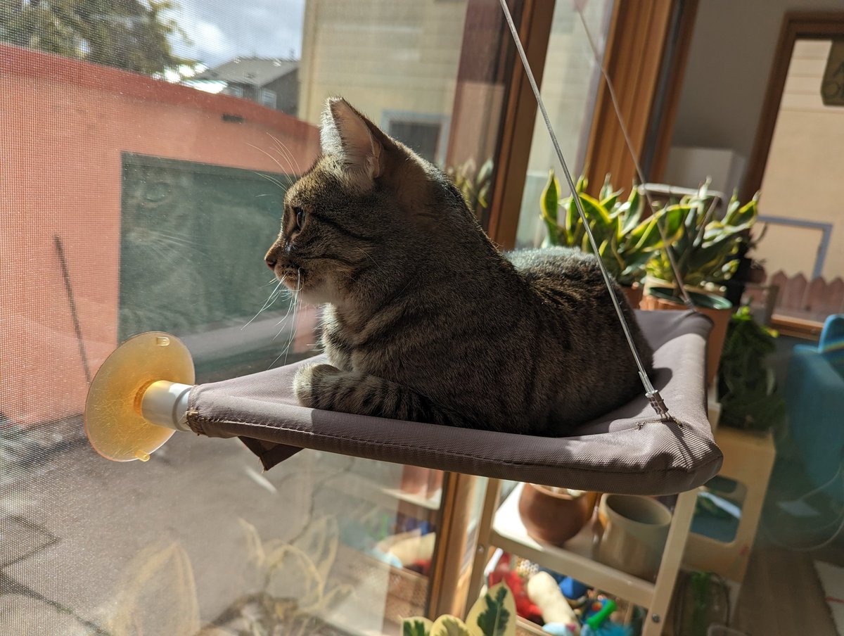 pico cat tweet media