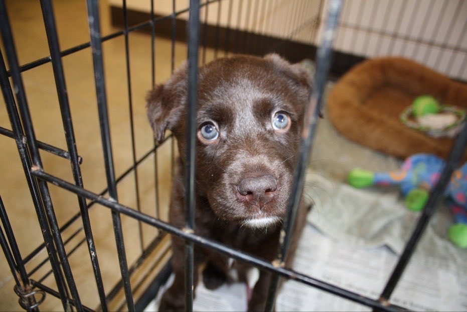 What if you could help feed hungry pets at animal shelters just by searching the web?  Check out DogDog.org!