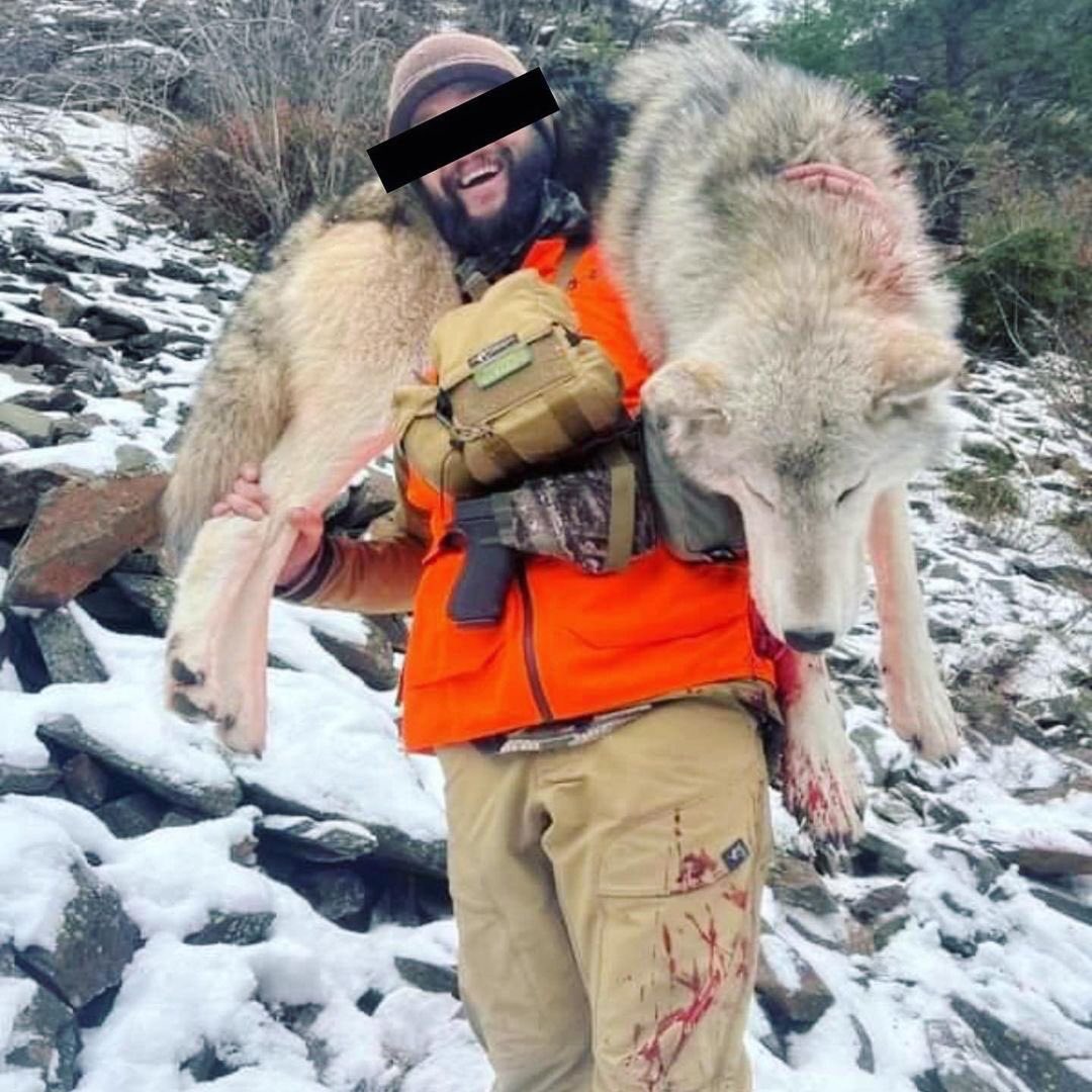 GuaciraRibeiro's tweet image. Wars, earthquakes, climate tragedies and yet some people go to the fields and forests TO KILL DEFENSELESS ANIMALS FOR FUN. What is wrong with this people? #StopWarOnWildlife  #RelistWolves