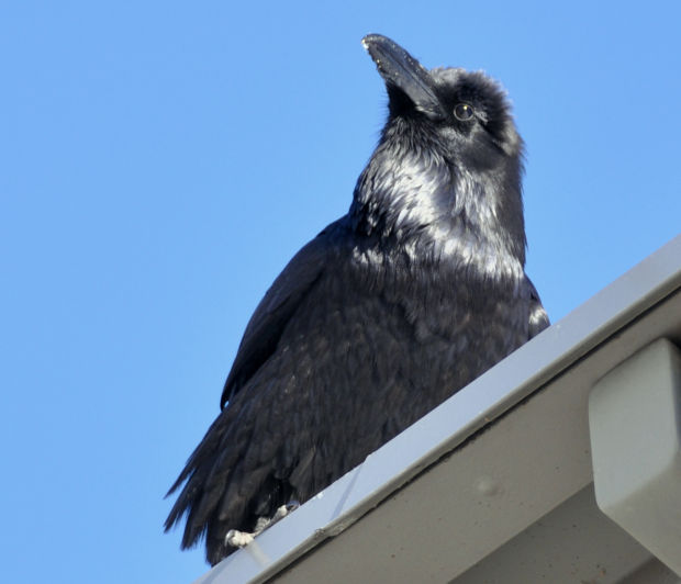 jsabonr's tweet photo. Communities see poisoning as a viable way to limit raven population for the purpose of saving less endangered species, but not only is it inhumane, it also has the opposite of the intended effect in the long run.
We should stop this ASAP.
https://t.co/4NJk1FcpFI
#39canimals https://t.co/kIV7KdGybz