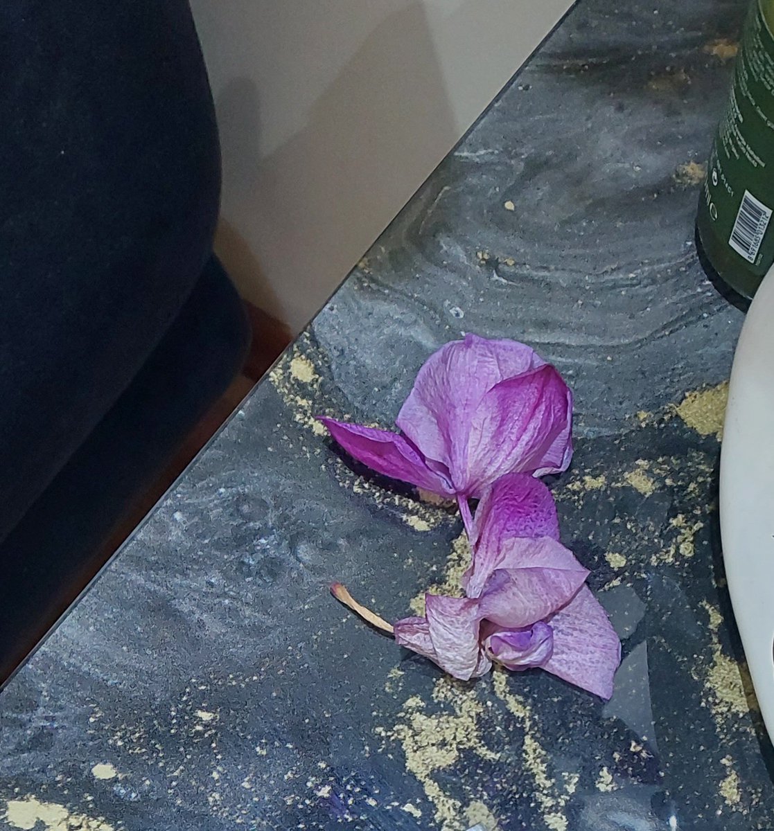 Bi çiçeği bile yasatamadim lan orkidemin çiçekleri kopmuş