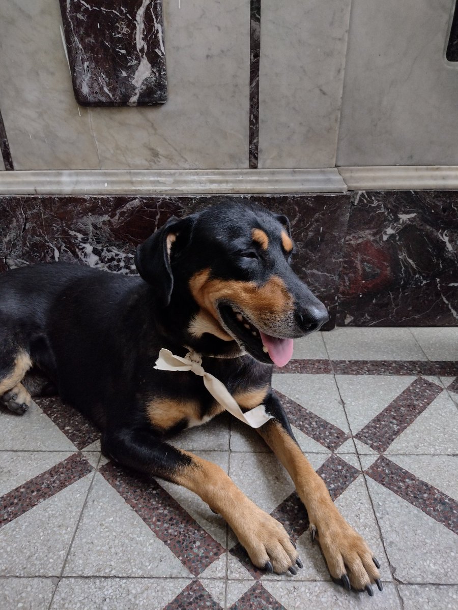 Encontramos este bebote llorando a los gritos en Suipacha y san jerónimo. Claramente está perdido porque no para de llorar. Porfavor RT, por el momento sigue acá en mí casa.