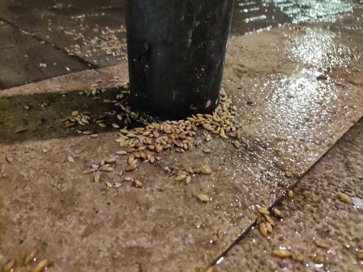 I amb aquesta pluja... La cosa s'infla... L'ordi vull dir. <a href="/carnavalvng/">Carnaval de Vilanova</a> 
#VestigisDeCarnaval