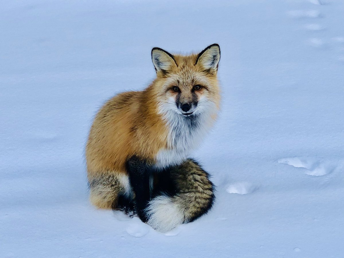 Such a lovely, healthy-looking fox! 
#fox #foxyloxy #wildlifephotography #wildfox #wildlifephotography #wildlifelovers #forestlovers #forestlife #forestanimals #wilderness_addict #natureshots #nature #naturelover #wintervibes #winteranimals #wintersurvival #natgeoyourshot #natgeo