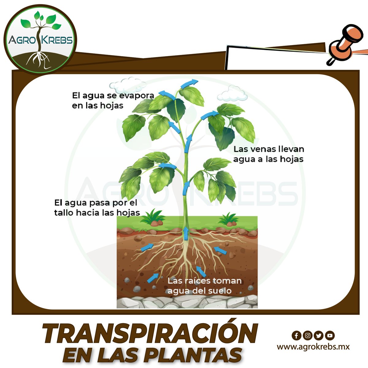 agrokrebs's tweet photo. LA TRANSPIRACIÓN EN LAS PLANTAS
La transpiración es el transporte y evaporación del agua desde el suelo a la atmósfera, a través del tejido de las plantas.
@agrokrebs https://t.co/w2d13rrhuv