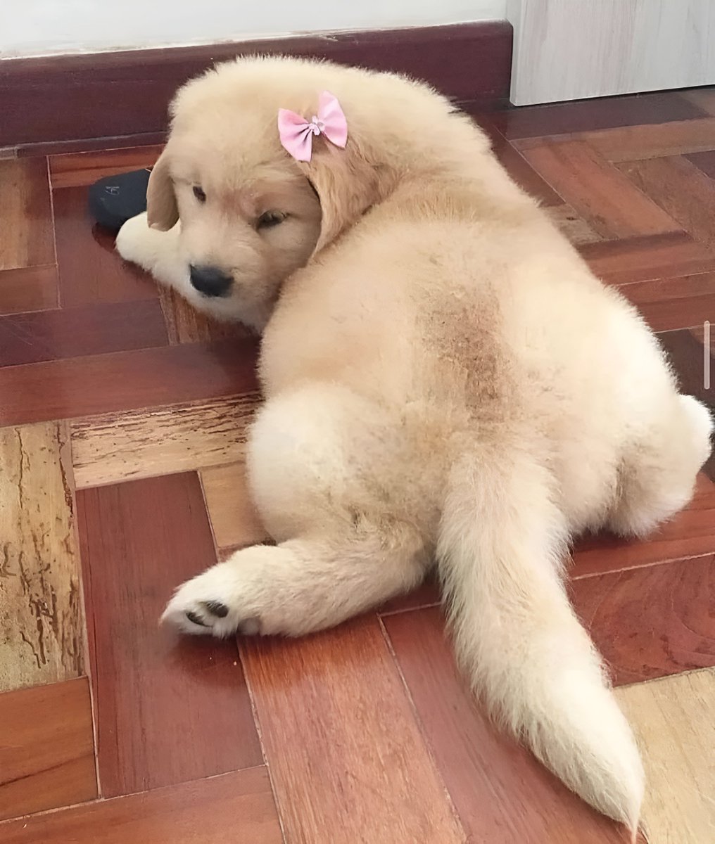 🐶Dog🐕 tweet media