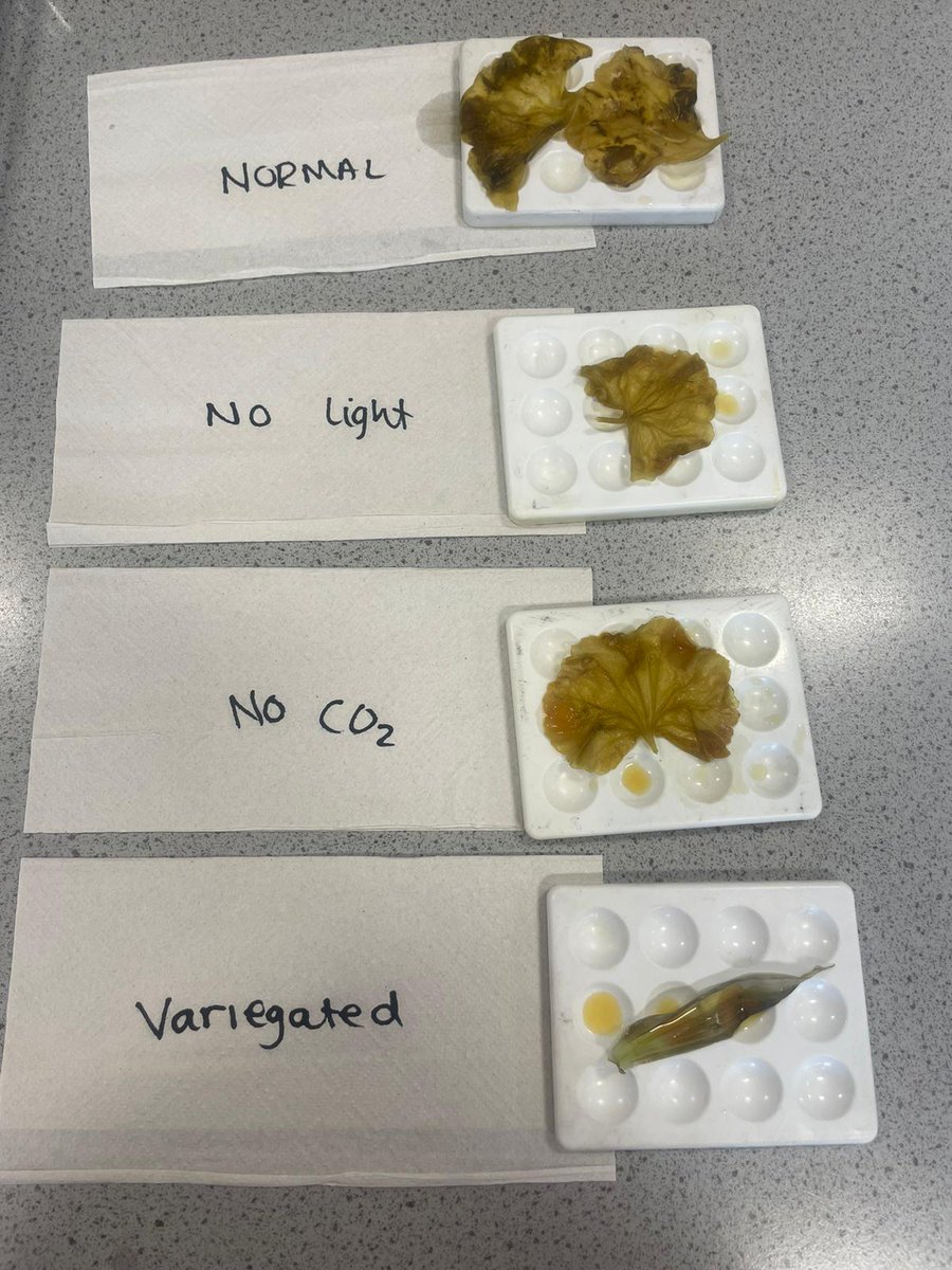 Duncanrig_Bio's tweet photo. Our N5s have been testing the requirements for photosynthesis. They found that starch is only produced when the leaves have light, CO2 and chlorophyll. https://t.co/Jd8v3mH7a1