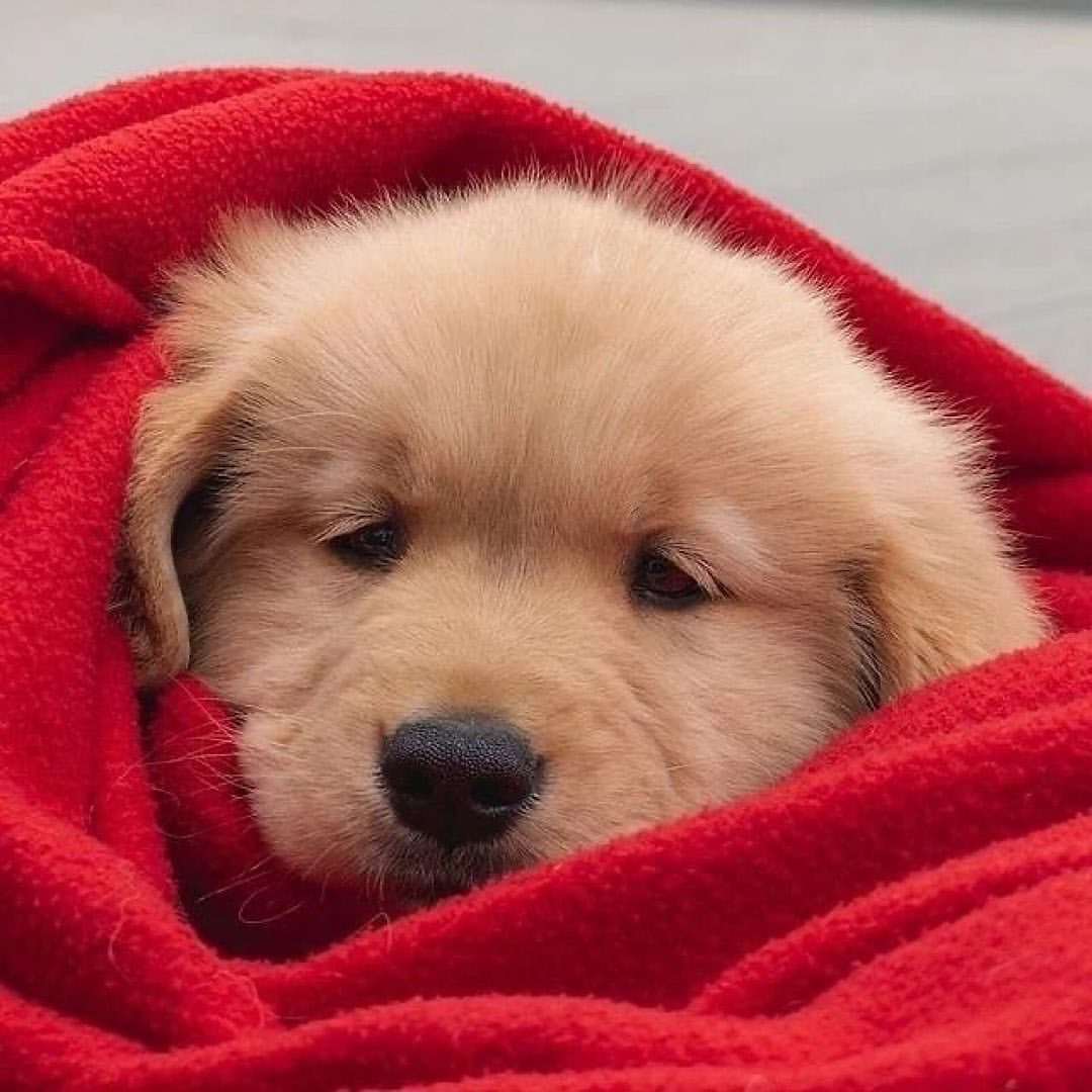 🐶Dog🐕 tweet media