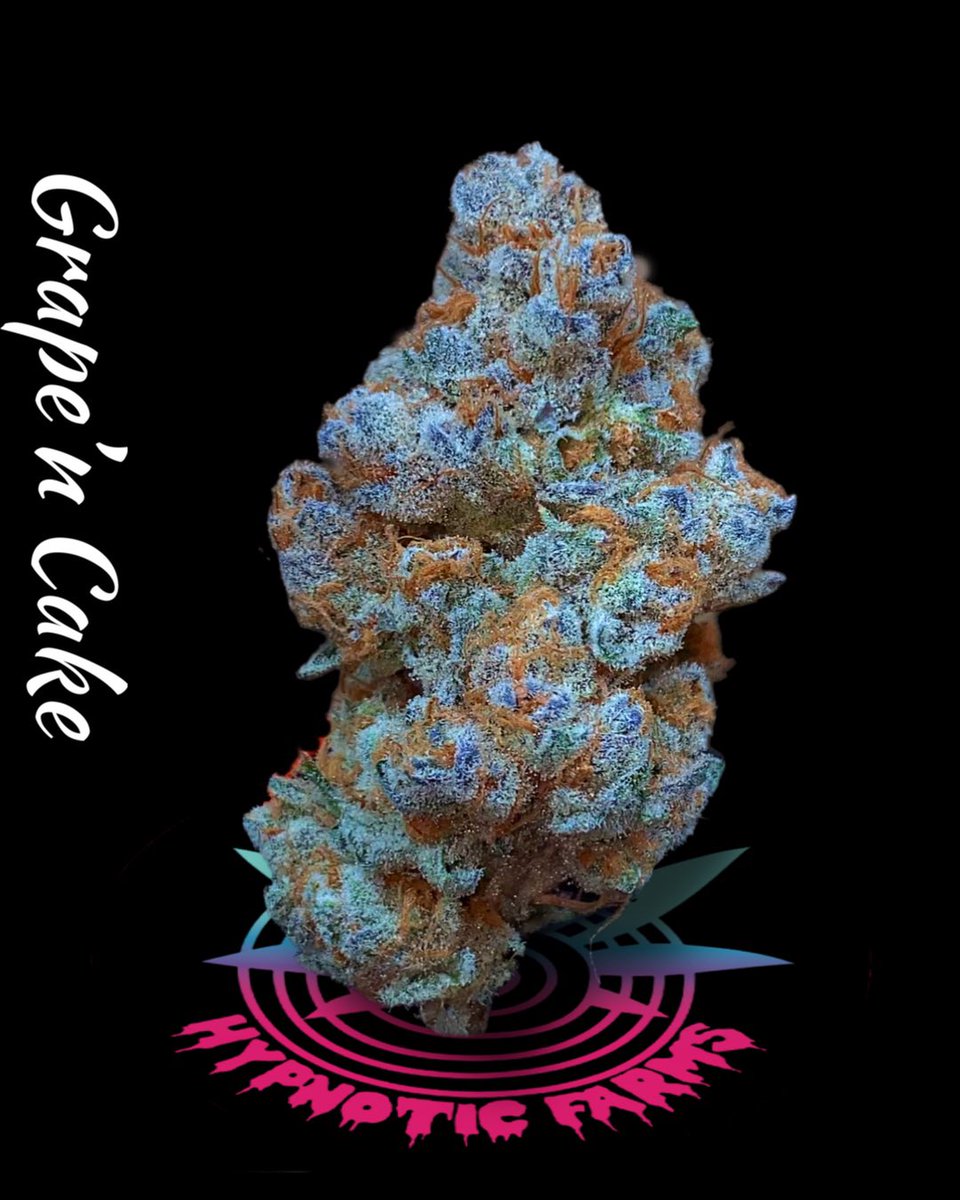 HypnoticFarms's tweet photo. “Grape’n Cake” Platinum Gucci
- 🧬bred by @RocBud 
- Pheno hunted by Hypnotic Farms
#hypnoticfarms #oklahoma #CannabisCommunity #Mmemberville https://t.co/8WAxoUL8CW