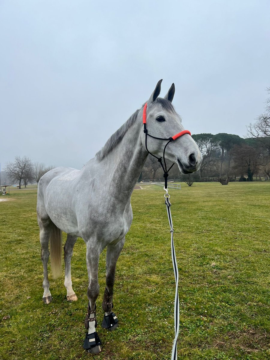 Ya instalados en Italia🇮🇹

Ultimando detalles para afrontar dos semanas intensas de competición💪🏻

<a href="/becaspodium/">Becas Podium</a>