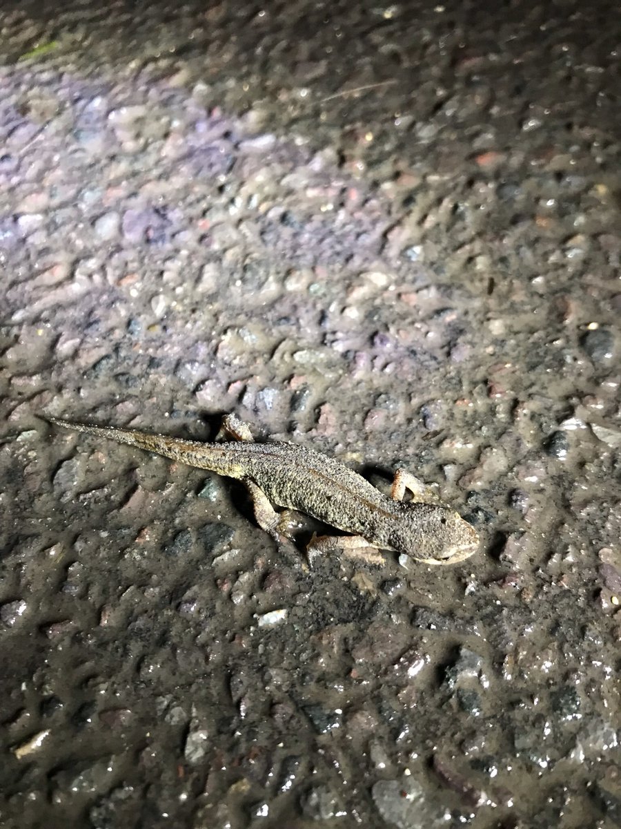ToadRescue's tweet photo. It can be tricky to spot newts when out on patrol. You really need to get your eye in to help spot them and help them safely cross the road https://t.co/TmdyhUVucp