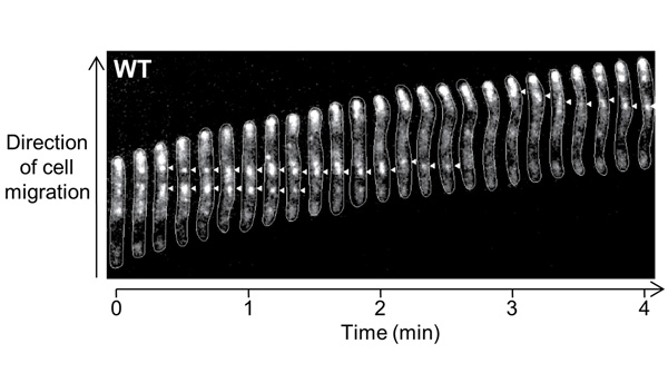 IslaMyxoLab's tweet photo. Bacterial focal adhesion (bFA) sites are stationary relative to the underlying substratum, while the #Myxococcus cell glides relative to the stationary bFA. But how do bFAs couple to the substratum and mediate force transduction across the cell envelope by IM H+ motors? https://t.co/EmN4R1kaBH
