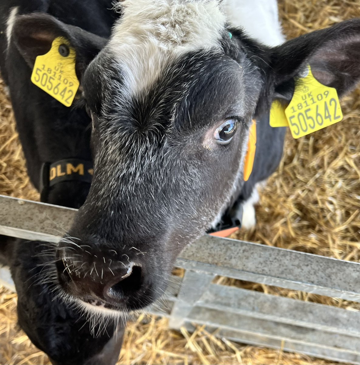 We welcomed associates from @GatsbyEd to our beautiful @MyerscoughColl campus today to have talks on the current & future provision of technical education in the areas of #Landbased and #STEM (I’ll take any excuse to go and visit our gorgeous calves! 🐮 ❤️) @JackieHough2