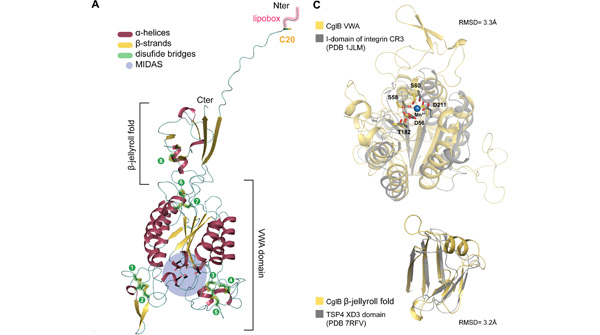 IslaMyxoLab's tweet photo. Enter CglB, a #lipoprotein known for >45 y to be essential for #Myxococcus gliding. Structurally, it matches a tip pilin, similar to human α-subunit integrins, w/ a von Willebrand A (VWA) domain containing a MIDAS (metal ion-dependent adhesion site) motif. Lots of disulfides too! https://t.co/GX3OIW2pui