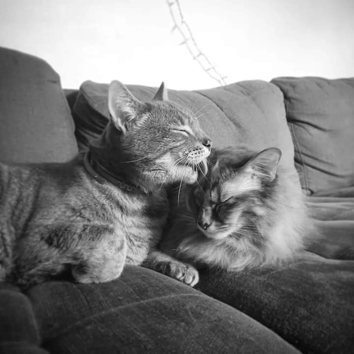 The lovebirds
#cats #longhaircat #egyptianmaumix #graycats #ragamuffin #mainecoon #blackandwhitephotography