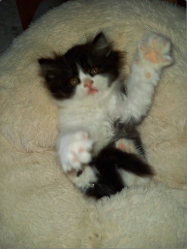 Aurélia Baranes tweet media