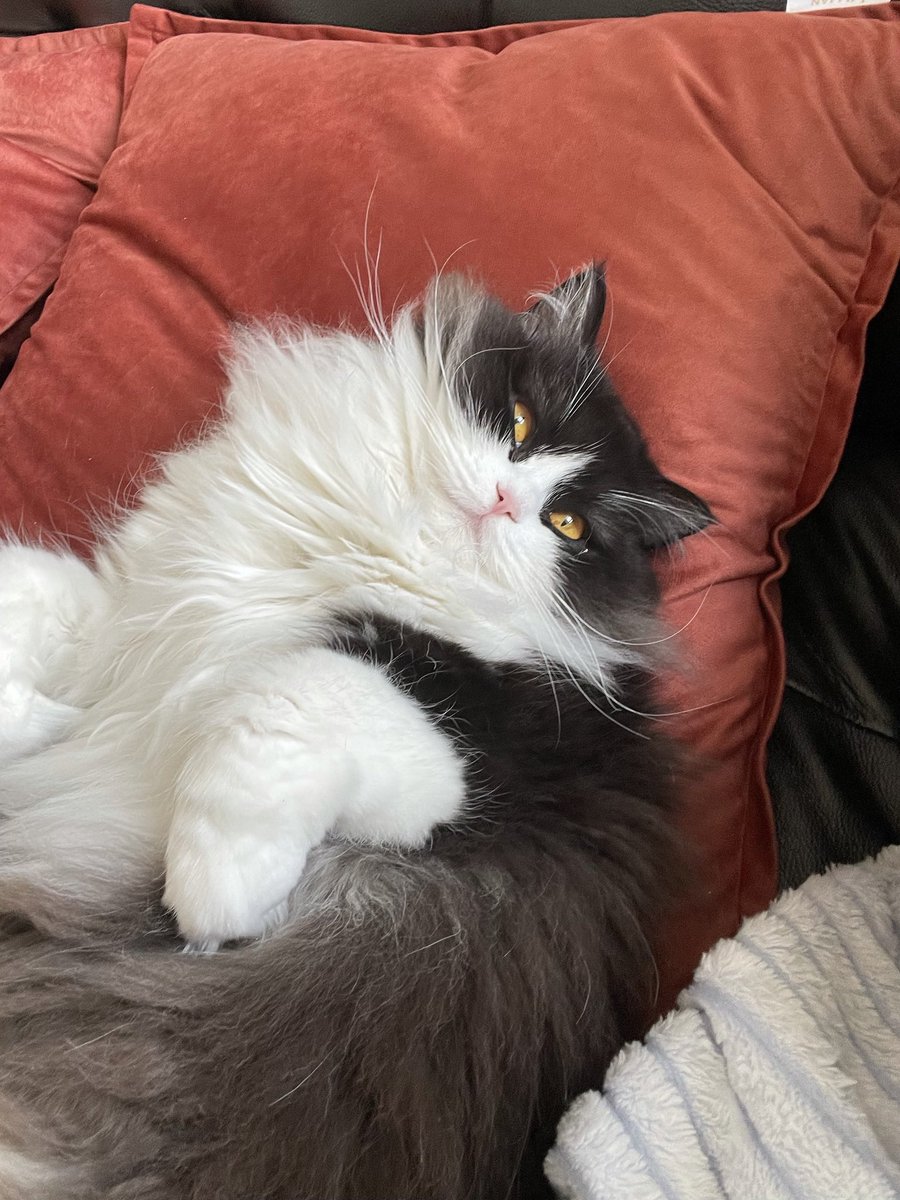 Aurélia Baranes tweet media