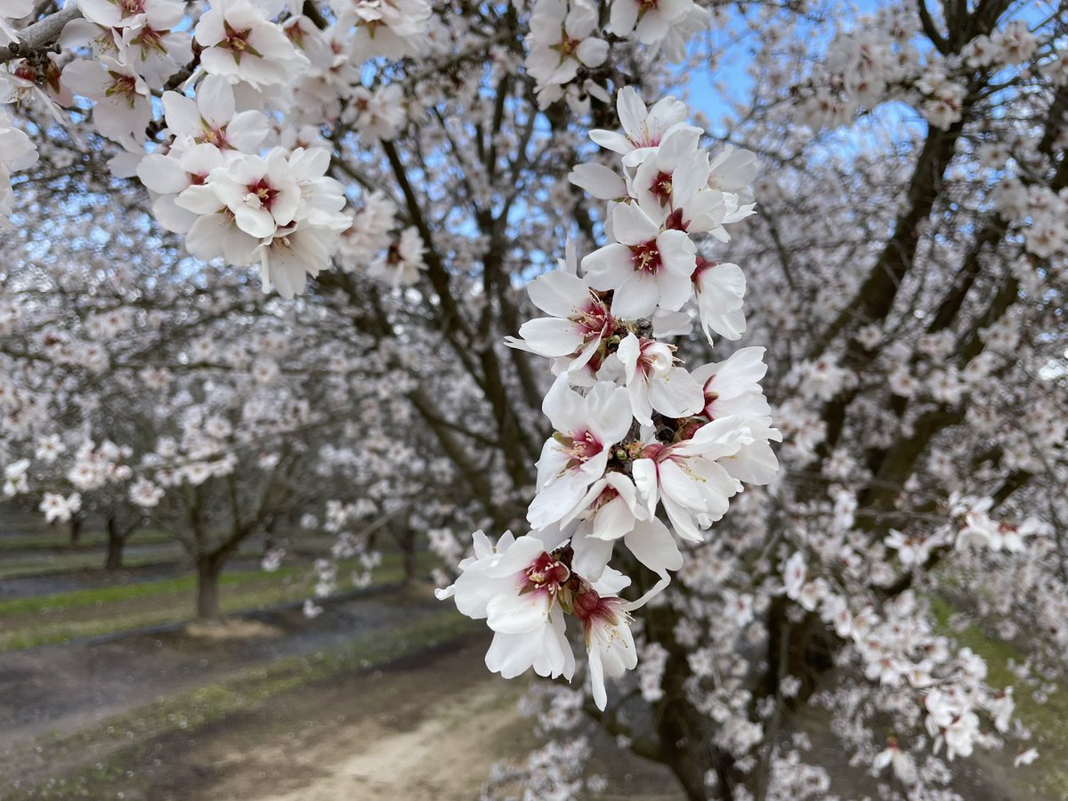 #Almond bloom in full swing in the Valley - thankfully these beauties are protected with #Merivon® fungicide to prevent the evils of #BlossomBlight