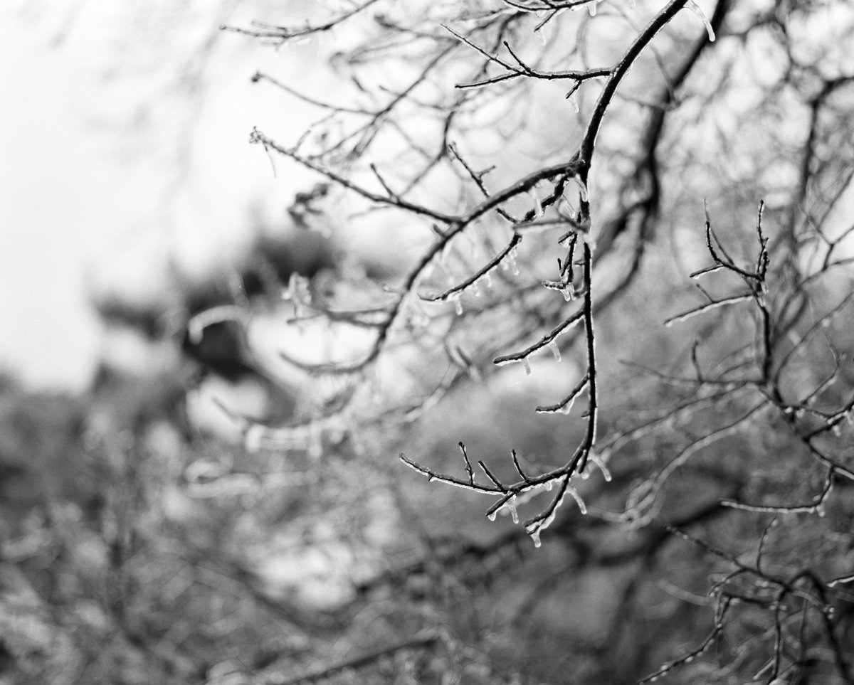 philipthomas_1's tweet photo. Just got the film scans back! Thanks, #indiefilmlab  Yup, we had a couple of weeks of cold weather here in San Antonio. - Mamaya RZ67 
-
-
-
#Ice #Nature #SanAntonio #Frost #Winter #Photography #mamiya #mamiyarz67 #film #6x7 #ilfordhp5 #ilford https://t.co/CqlYMovjkm