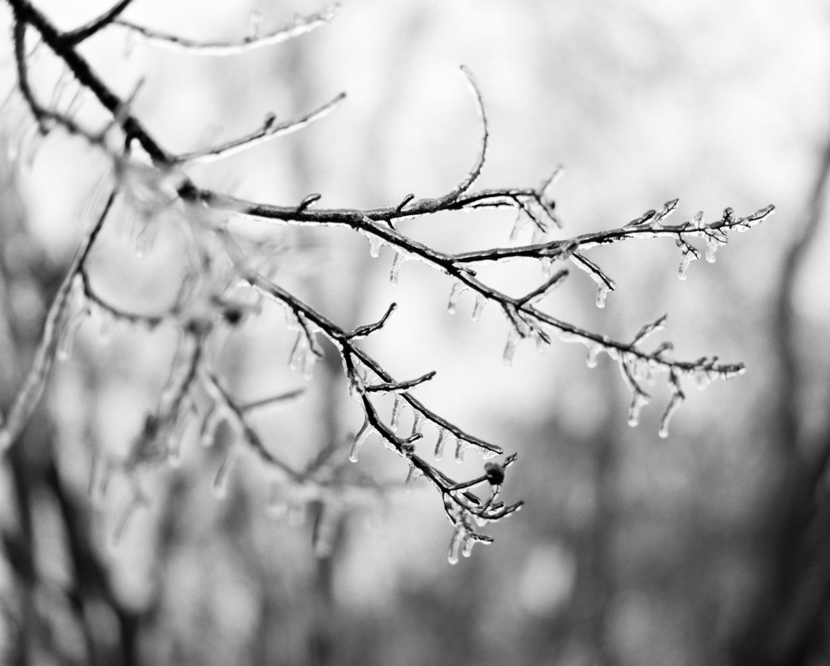 philipthomas_1's tweet photo. Just got the film scans back! Thanks, #indiefilmlab  Yup, we had a couple of weeks of cold weather here in San Antonio. - Mamaya RZ67 
-
-
-
#Ice #Nature #SanAntonio #Frost #Winter #Photography #mamiya #mamiyarz67 #film #6x7 #ilfordhp5 #ilford https://t.co/CqlYMovjkm