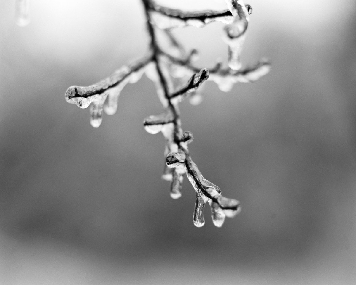 philipthomas_1's tweet photo. Just got the film scans back! Thanks, #indiefilmlab  Yup, we had a couple of weeks of cold weather here in San Antonio. - Mamaya RZ67 
-
-
-
#Ice #Nature #SanAntonio #Frost #Winter #Photography #mamiya #mamiyarz67 #film #6x7 #ilfordhp5 #ilford https://t.co/CqlYMovjkm