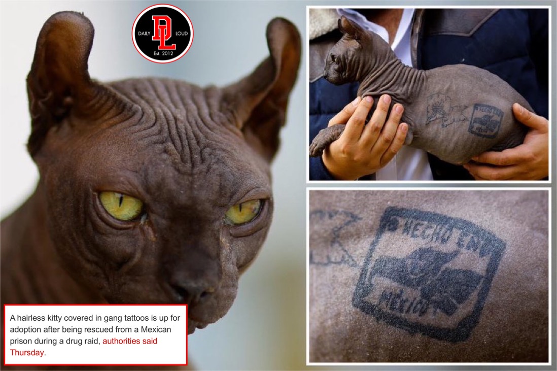 DailyLoud's tweet photo. Tattooed cat with gang ink rescued from Mexican prison and is now up for adoption. https://t.co/gi8iQOYjs0