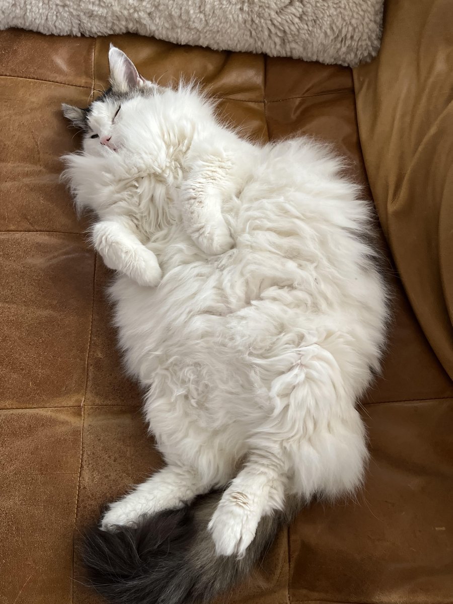 kateepm's tweet photo. @catsofnpr Rufus is sending floof, comfort, and support to his public radio pals 💘 https://t.co/5fDWqVm0yG