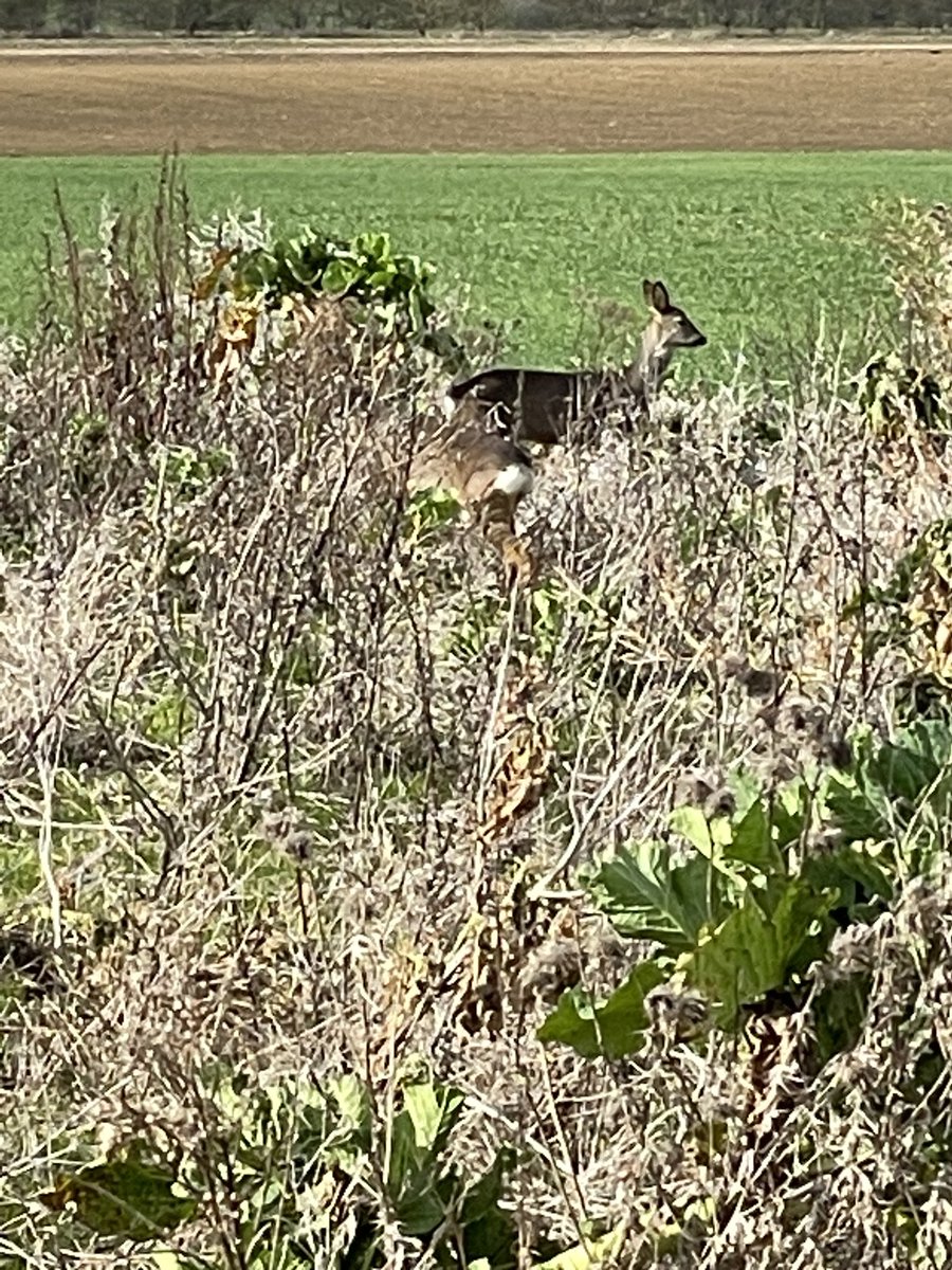 MasonBrucelee's tweet photo. Just keeping an eye on what I am doing round the farm #backbritshfarming #agriculture #sunnyday #countryside https://t.co/EzAoV0Y8oE