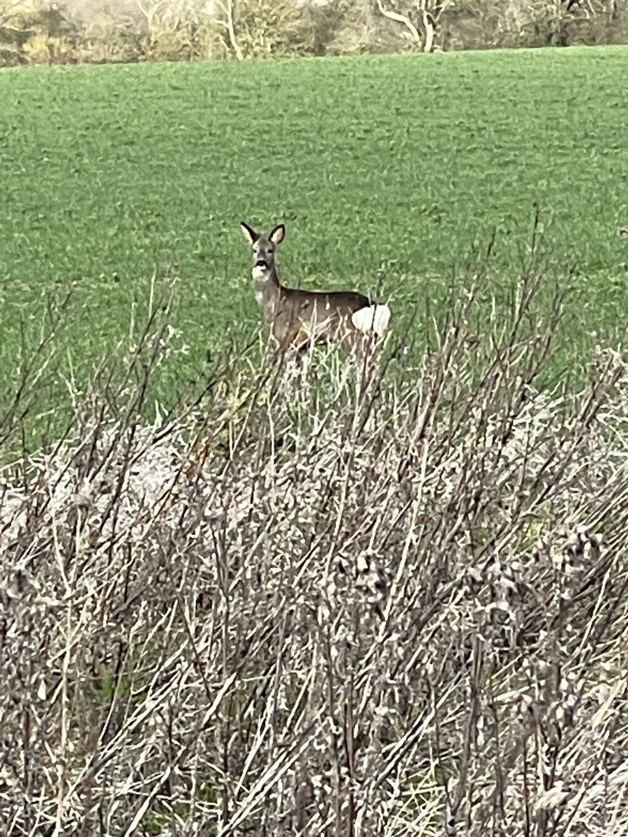 MasonBrucelee's tweet photo. Just keeping an eye on what I am doing round the farm #backbritshfarming #agriculture #sunnyday #countryside https://t.co/EzAoV0Y8oE