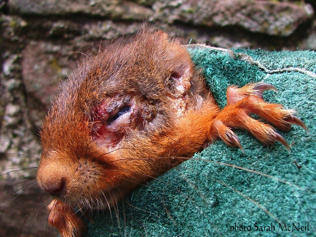 #WALES #Welsh #nature #WildlifeWednesday #wildlife Plse sign the Petition: Fund vaccine research to protect red squirrels from deadly Squirrelpox virus We need 10k signatures asap TY petitions.senedd.wales/petitions/2453…