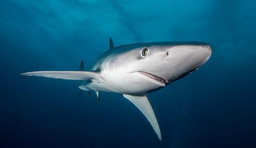 Sharkies tweet media