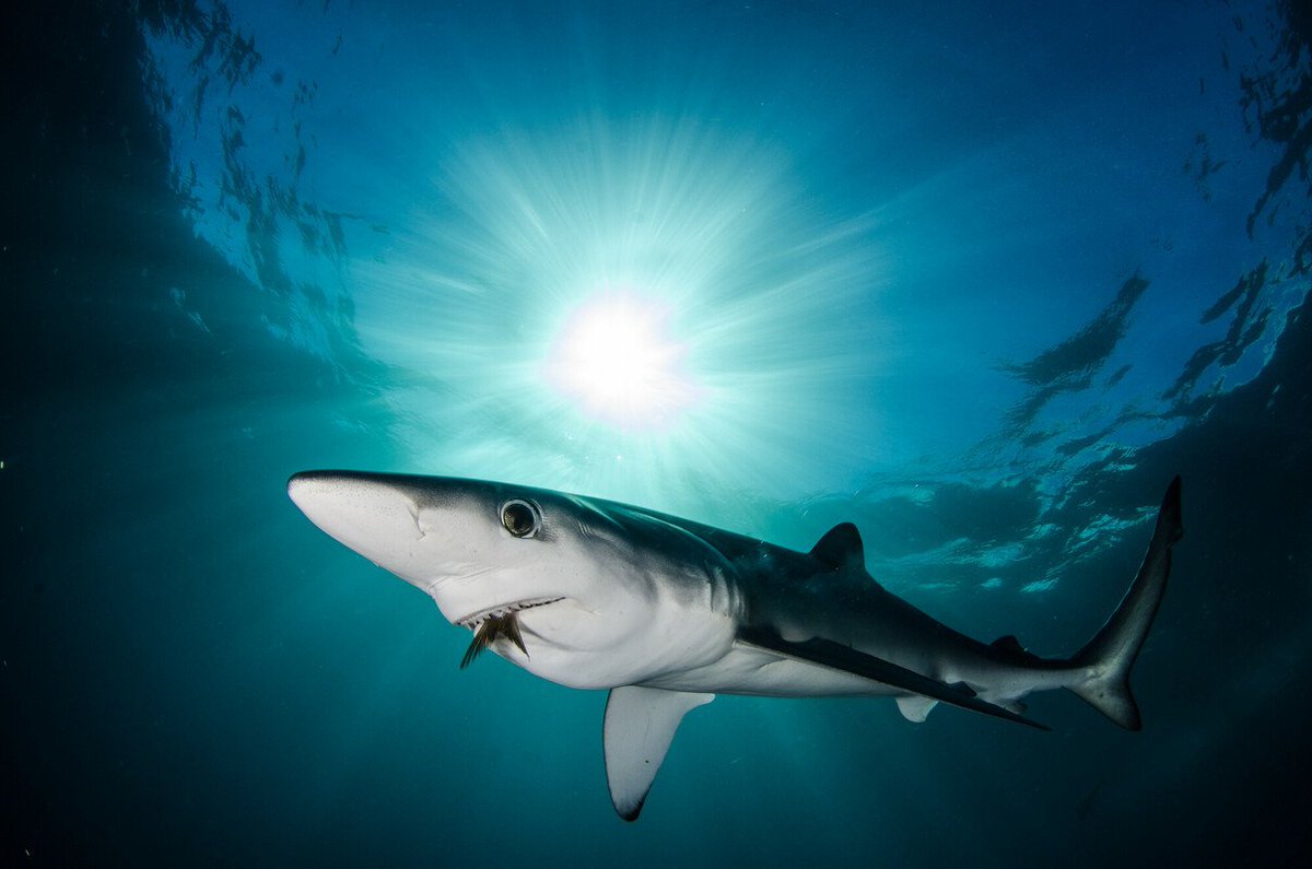 Sharkies tweet media