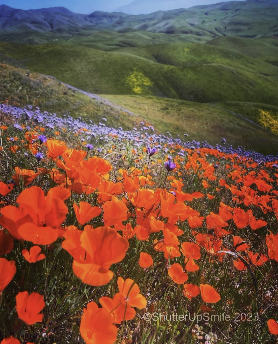🏵Like wildflowers, you must allow yourself to grow in all the places people thought you never would🏵

TodaysCalifornia Photo! - by shutterupsmile_by_b

•
#ourplanetdaily #wildflowers #landscape_lover #wanderlust #clouds #igdaily #brilliantearth #roamtheearth