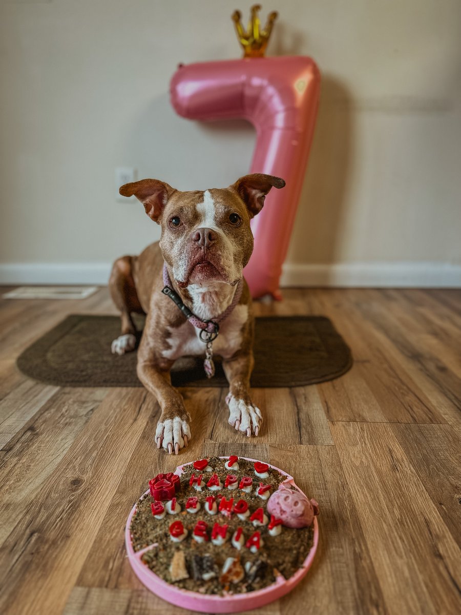 drharvey's tweet image. Wishing a happy day and year to our friend @geniathelilpiggy 🍰 Seven looks good on you! #drharveysdogs #healthydogsarehappydogs #dogbirthday #dogcake