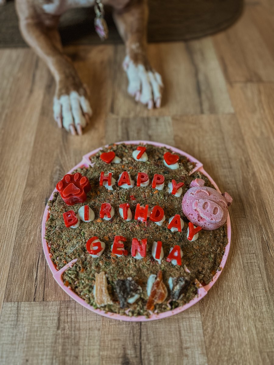 drharvey's tweet image. Wishing a happy day and year to our friend @geniathelilpiggy 🍰 Seven looks good on you! #drharveysdogs #healthydogsarehappydogs #dogbirthday #dogcake