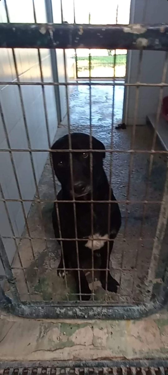 SilviaMylo's tweet photo. Suplica, pide un milagro que nunca llega 😢 💔
Perrera de Jerez
652 22 11 78
699 73 13 30
😭 🆘 📢 📢 📢 📢 📢 https://t.co/OSyT83AbWz