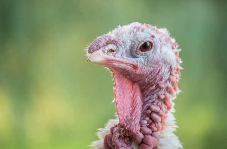 rose232004's tweet photo. @tcboyle Did writing Carnal Knowledge dissuade you from eating turkey? After reading the short story I was not interested in trying the turkey on Thanksgiving.  #shortstories https://t.co/npafmQKvit