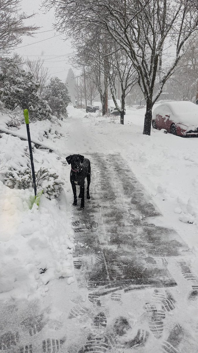 PBOTinfo's tweet image. Be like Cabo, Lola, Whiskey, and Paisley and take a break to shovel your sidewalks! 

Slippery sidewalks from snow and ice pose a hazard to everyone, but specifically seniors and people with disabilities. 

Thanks for helping your neighbors get around safely! #orwx #pdxtst