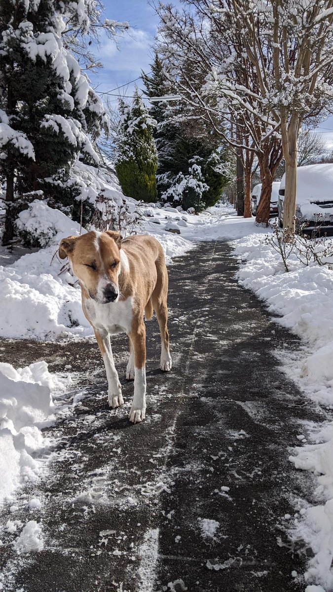 PBOTinfo's tweet image. Be like Cabo, Lola, Whiskey, and Paisley and take a break to shovel your sidewalks! 

Slippery sidewalks from snow and ice pose a hazard to everyone, but specifically seniors and people with disabilities. 

Thanks for helping your neighbors get around safely! #orwx #pdxtst